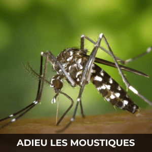 Nids insectes gouttière aluminium